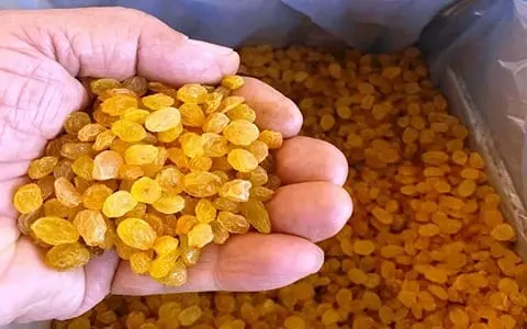 raisins