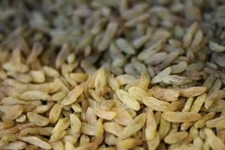 raisins